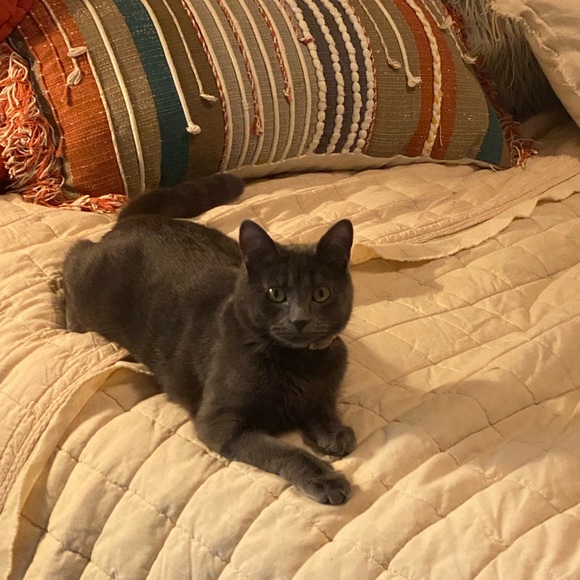 Every Girl needs a little black,Gray & Tiger/Leopard Cat Happy Valentine’s Day♥️ - Picture 12 of 16